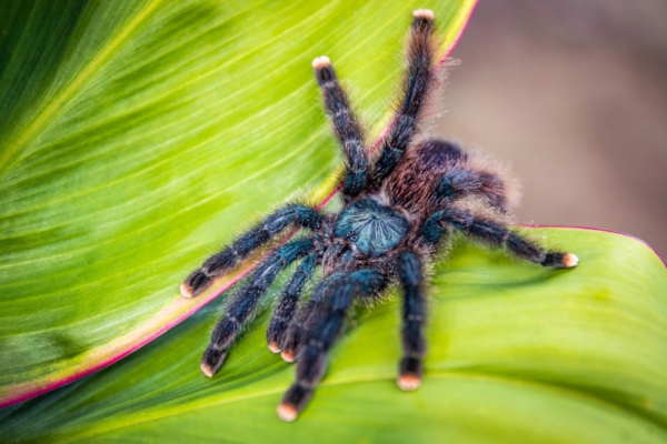 Avicularia metallica