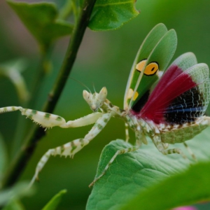Mantis Flor