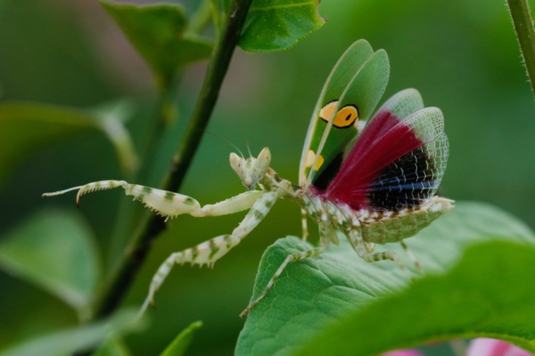 Mantis Flor