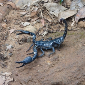 Escorpión Azul Gigante Asiático