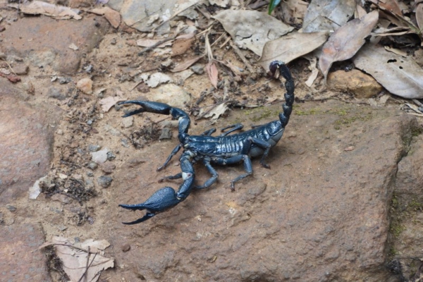 Escorpión Azul Gigante Asiático