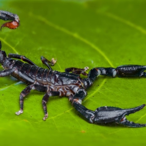 Escorpión Negro Gigante Asiático