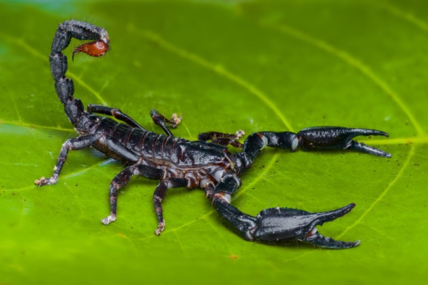 Escorpión Negro Gigante Asiático